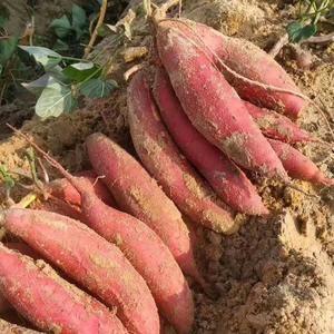 供应：福建地瓜红薯品质