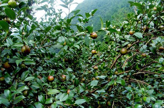 高产油茶种植项目