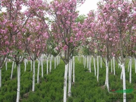 樱花树种植项目全国招商