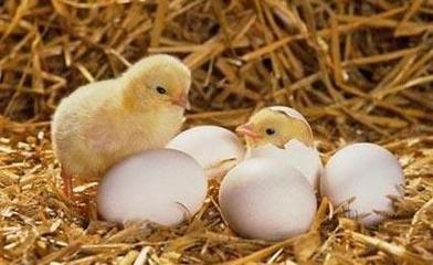 鸡种蛋