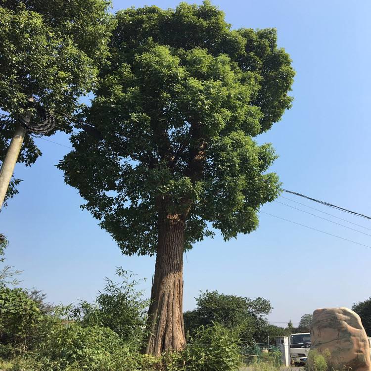 直径80公分大规格移植香樟树